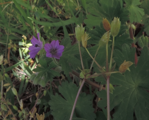 Geranium molle L. (Geraniaceae)